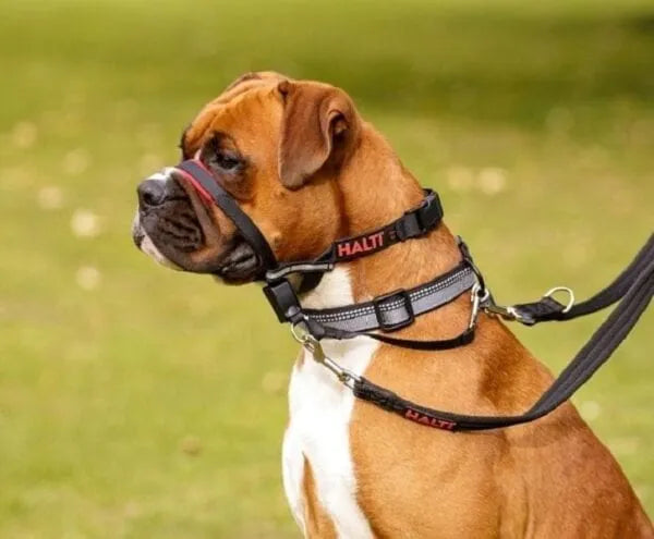 Halti Optifit Headcollar Preto | Coleira tipo Cabresto | Company of Animals