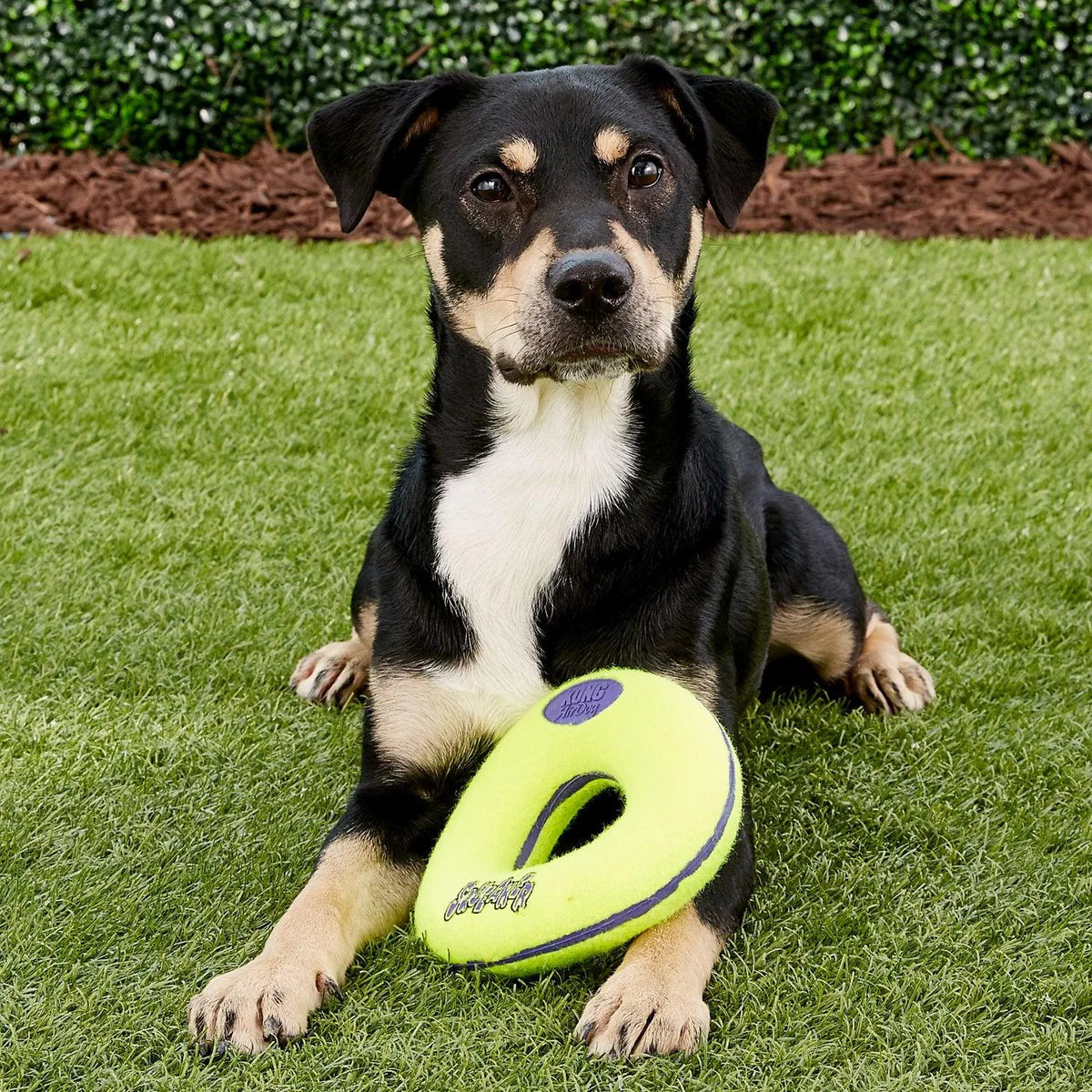 Kong Airdog Squeaker Donut Dog Toy