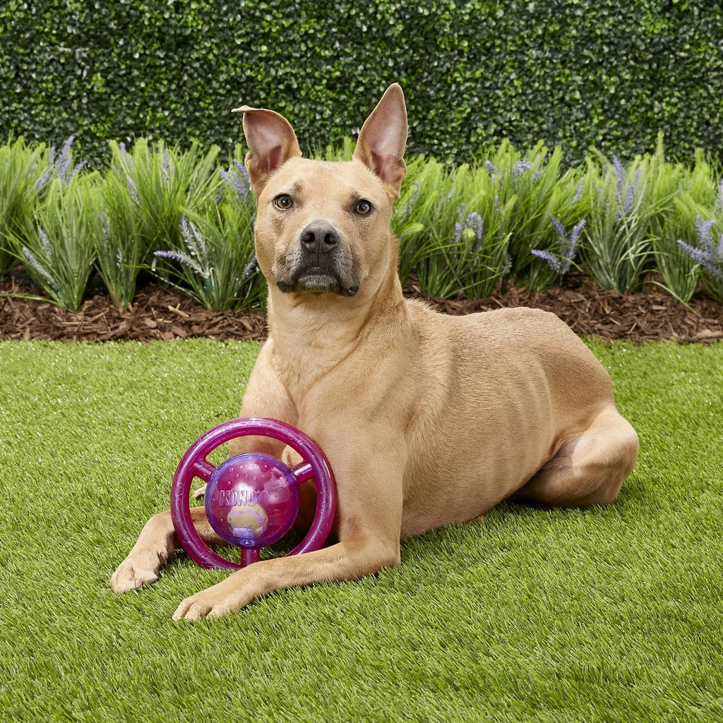 Jumbler Disc | Brinquedo com Apito para Cães Cores Sortidas | KONG