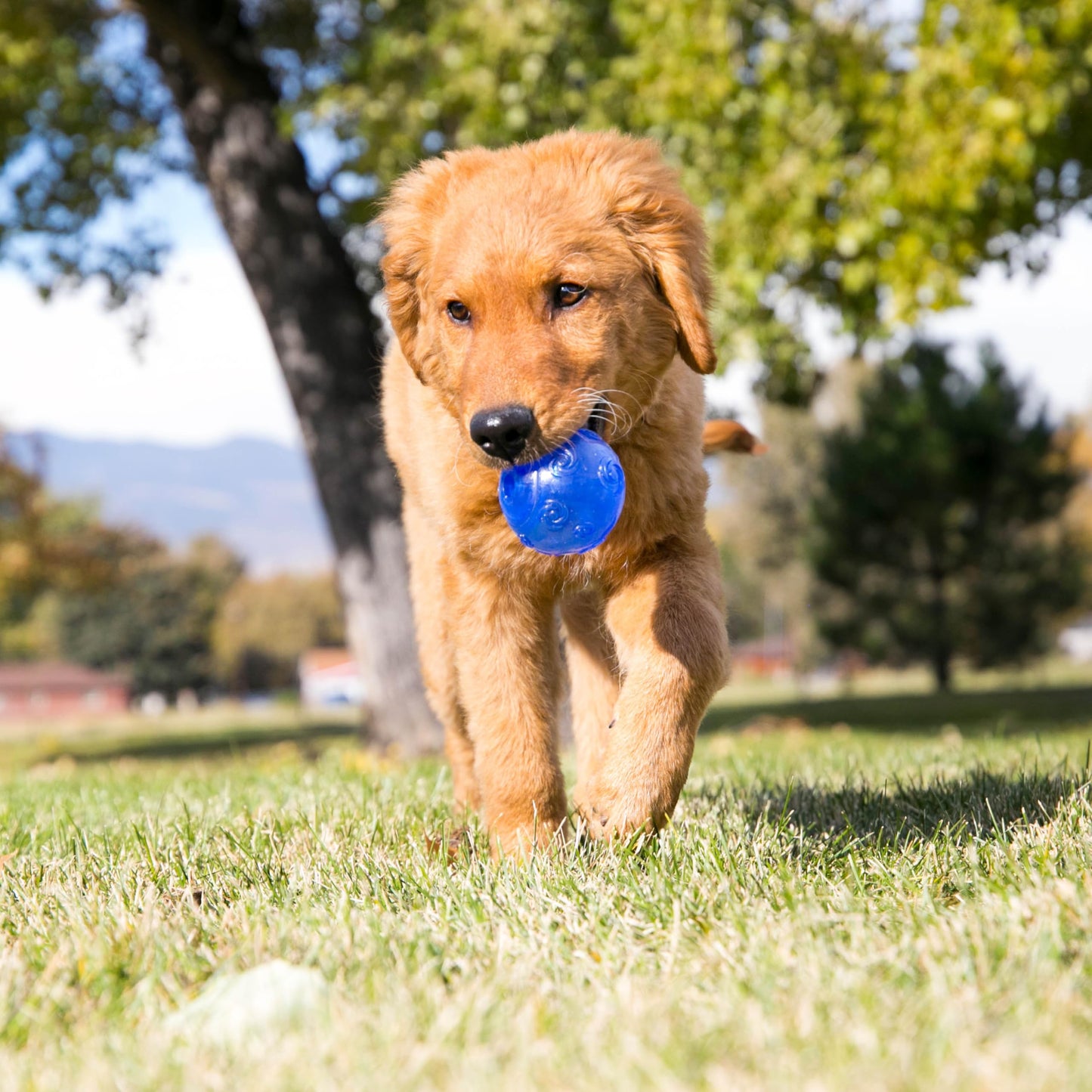 Squezz Crackle Ball X-Grande | Brinquedo para Cachorro Cores Sortidas | KONG