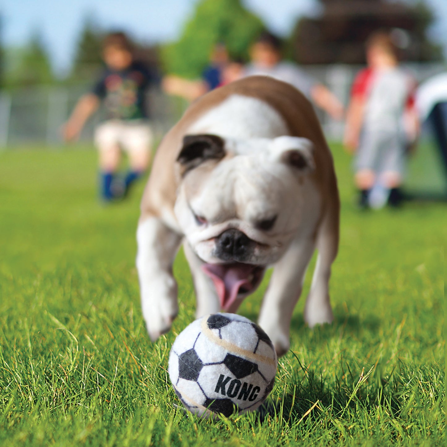 Sport Balls | Bola para Cães | KONG - 1 unidade