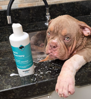Bigbull Ozone Puppy Shampoo