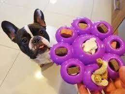 Quest Star Pods | Brinquedo Recheável para Cães Cores Sortidas | KONG