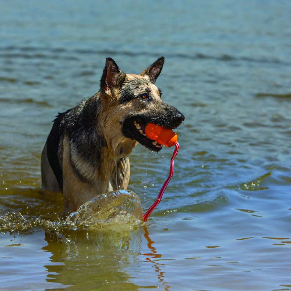 Kong Aqua Floating Dog Toy