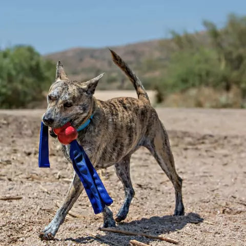 KONG Tails | Brinquedo de Borracha com Cabo De Guerra para Cachorro