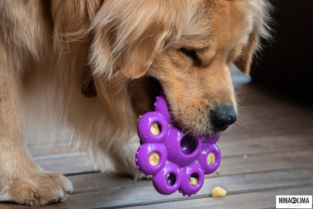 Quest Star Pods | Brinquedo Recheável para Cães Cores Sortidas | KONG