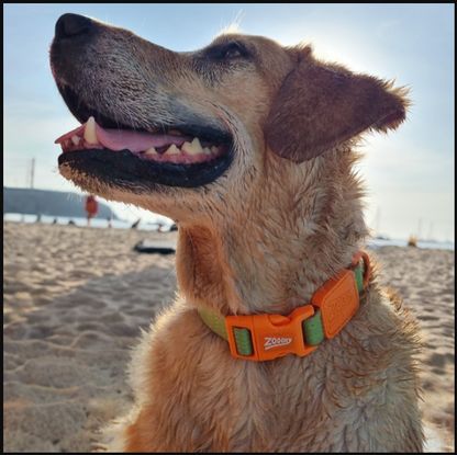 Coleira Acqua Wave Verde-Laranja Conforto e Segurança para Cães | Zooghy