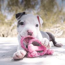 Goodie Bone With Rope Puppy X-Small | KONG