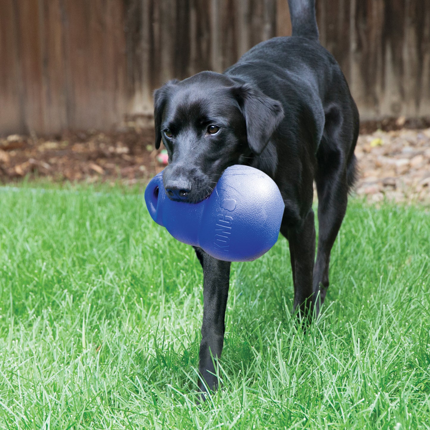 Bounzer Ultra Azul Médio | Brinquedo Interativo para Cães | KONG