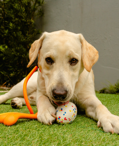 Brinquedo Pop Ball Seguro e Durável para Cães | Zooghy