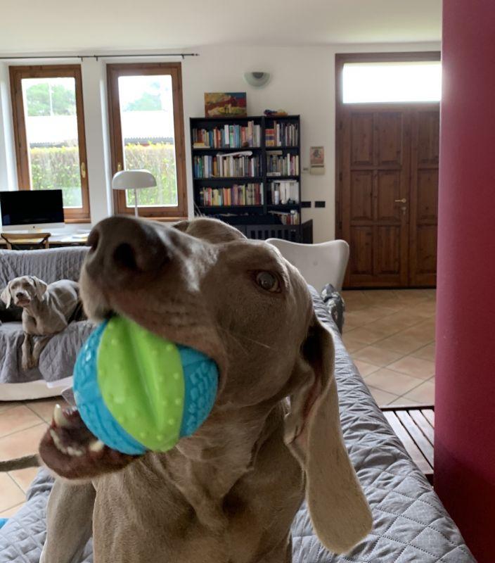 CoreStrenght Ball | Bola Resistente Para Cães | KONG